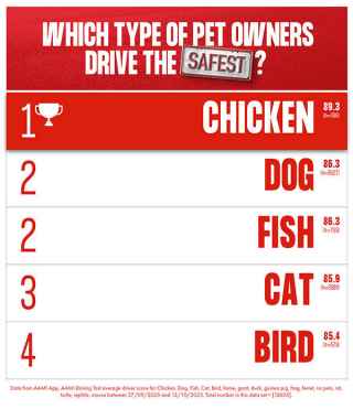 Leaderboard of pet owners who drive the safest