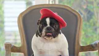Bulldog wearing red beret poking out tongue
