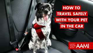 How to travel safely with your pet in the car