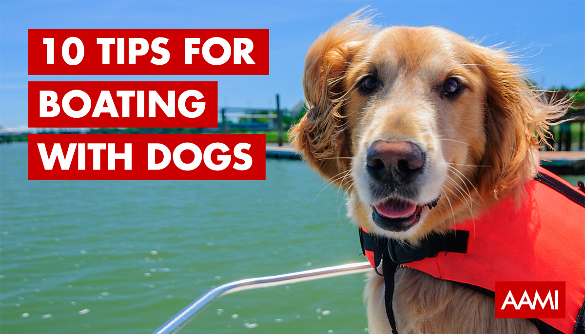 Tips for boating with your dog from AAMI