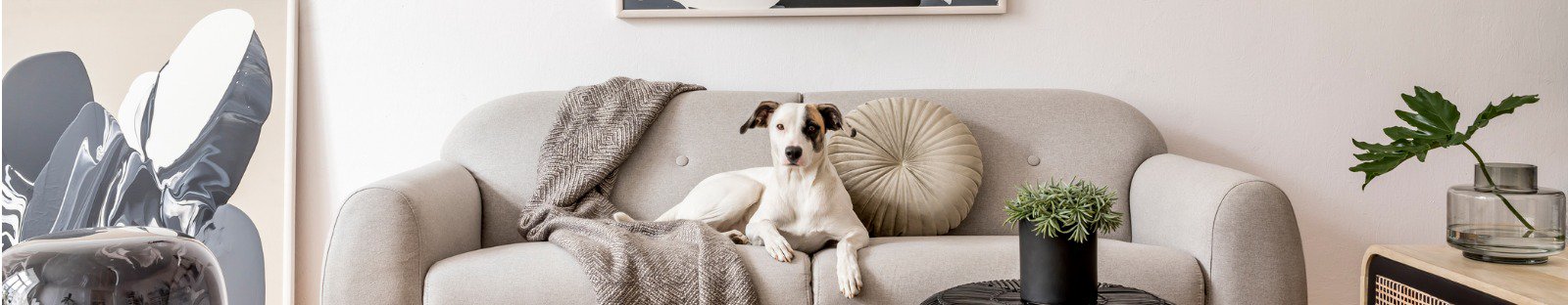 Dog sitting on the couch