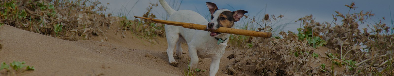 Dog on sand dune with stick in mouth