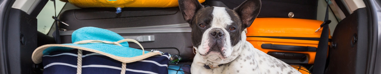 French bulldog in car boot with luggage