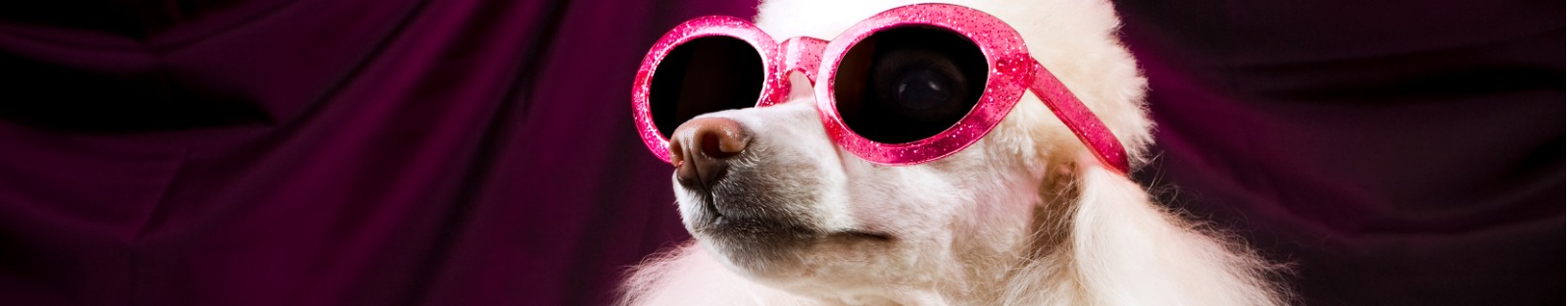 Poodle wearing sunglasses