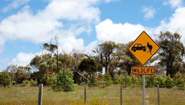 Does Car Insurance Cover Hitting An Animal? AAMI