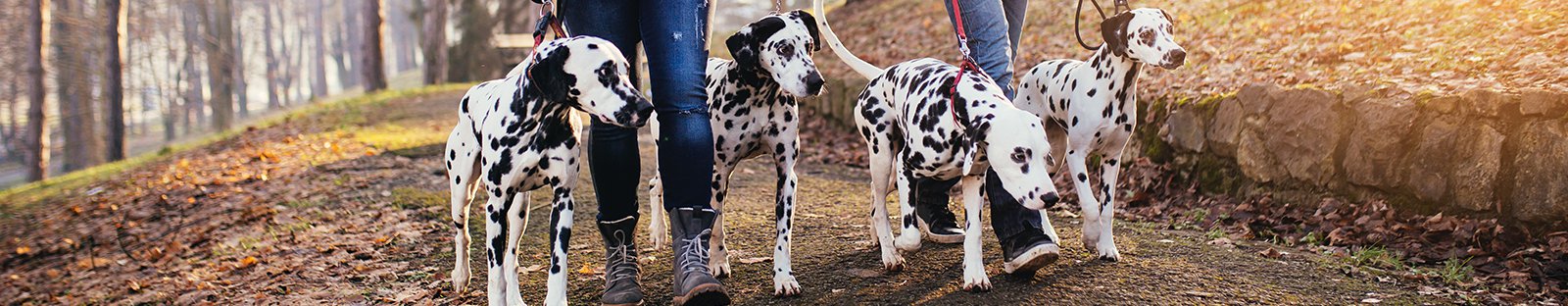 Man and woman walking four dalmations in the woods