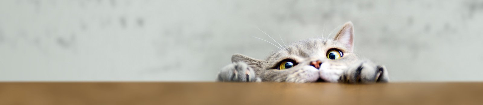 Pet insurance - cat on edge of table