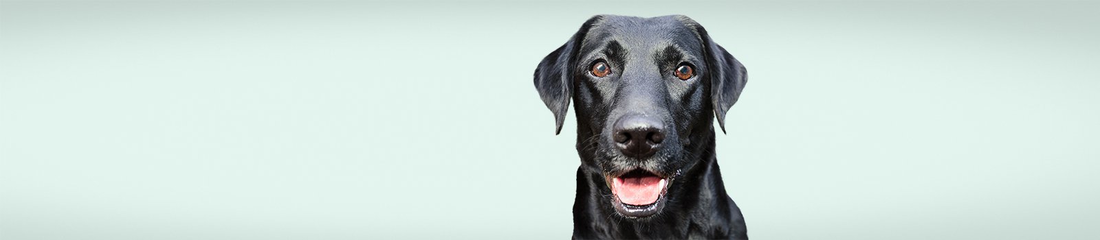 Pet insurance black dog