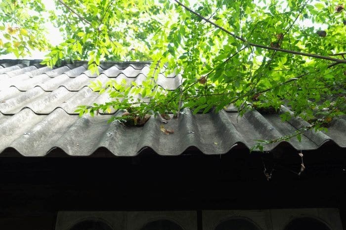 Overgrown trees lay across a corrugated iron roof.