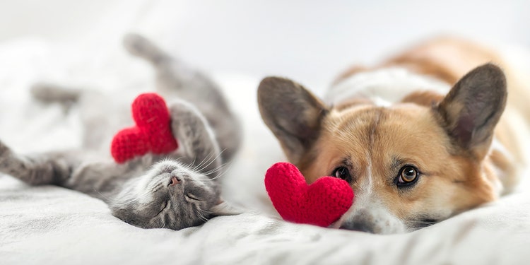 Cute cat and corgi dog on bed