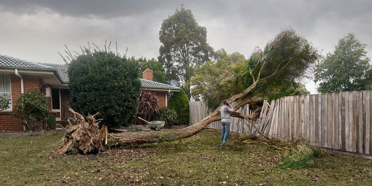 Fallen tree in backyard