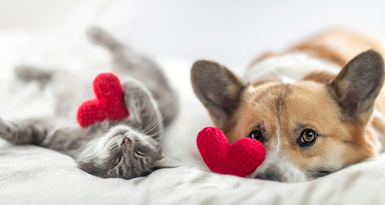 Cute cat and corgi dog on bed